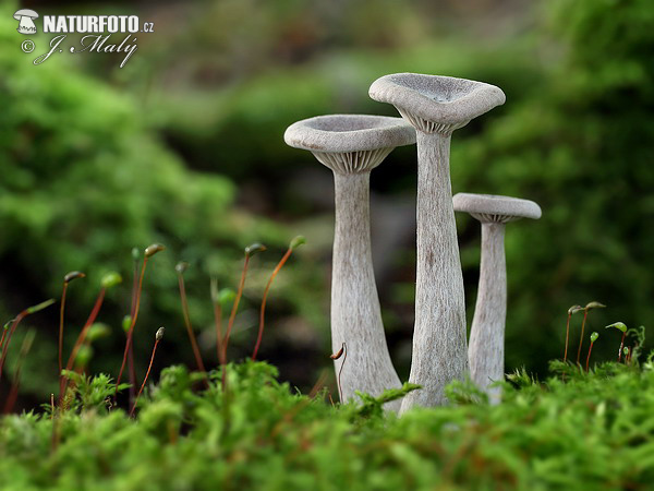 Funnel Mushroom (Clitocybe sp. 2)