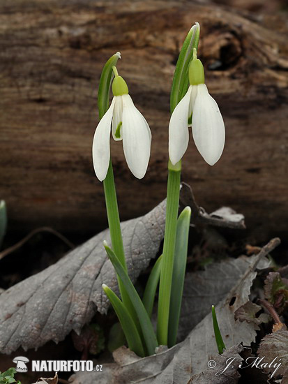 Galanthus nivalis