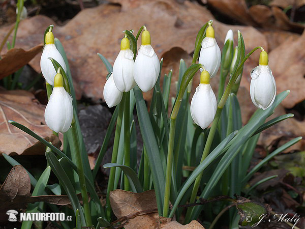 Galanthus nivalis