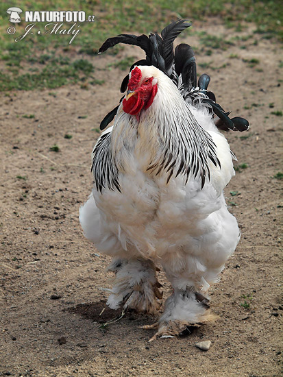 Gallus gallus f. domesticus