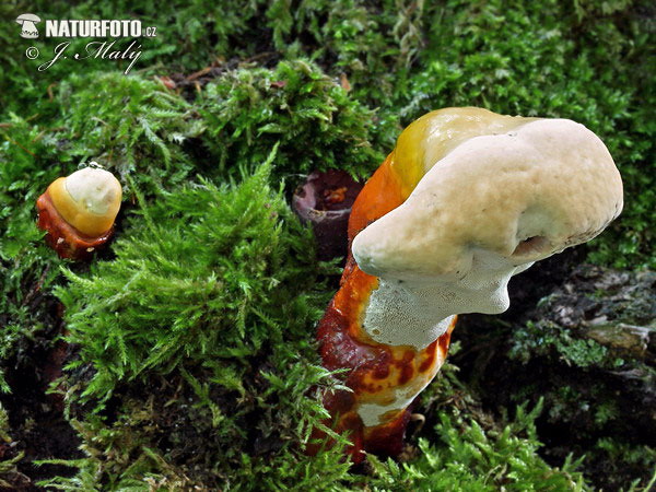 Ganoderma lucidum