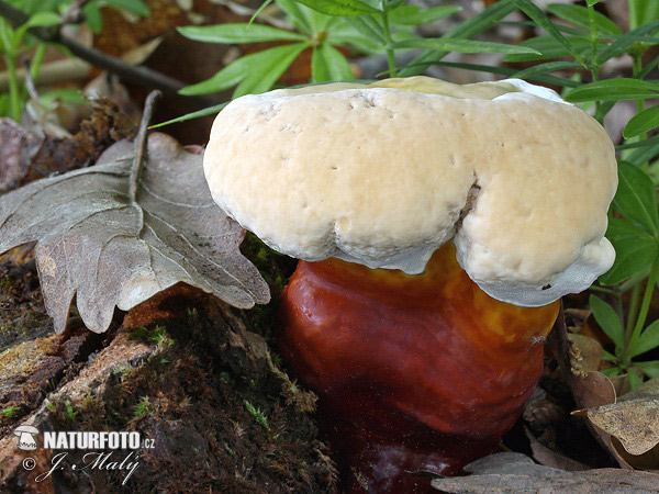 Ganoderma lucidum