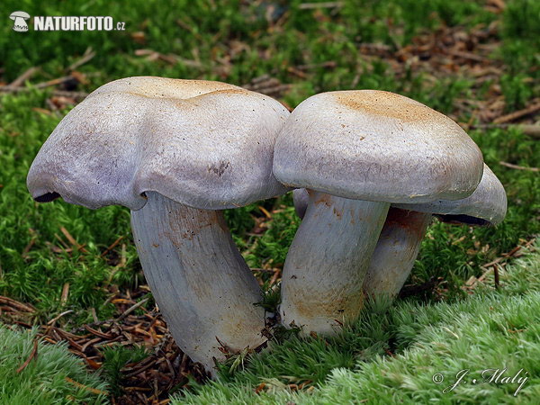 Gassy Webcap Mushroom (Cortinarius traganus)