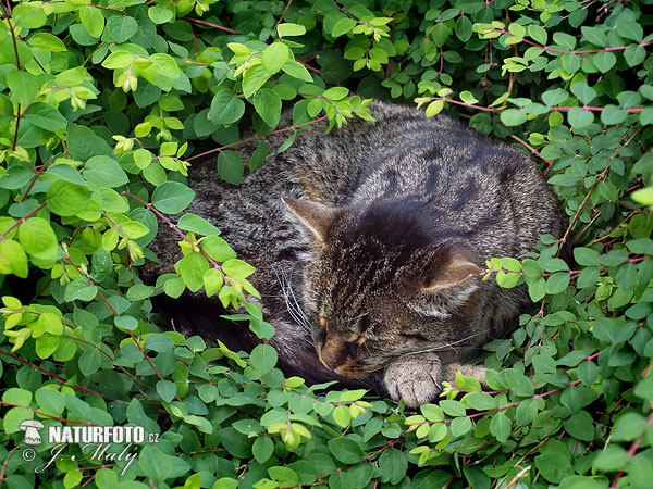 Gato Silvestre