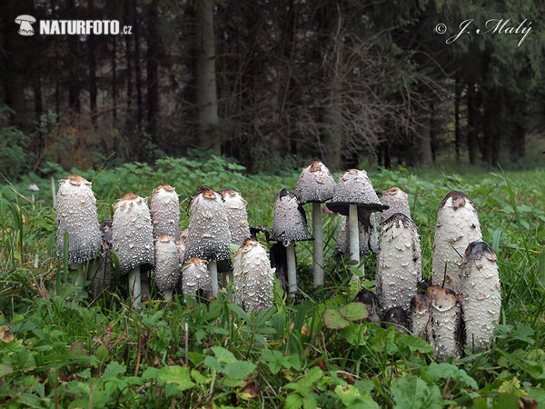 gauruotasis mėšlagrybis