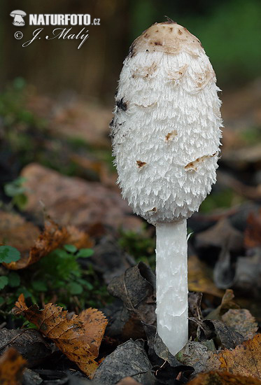 gauruotasis mėšlagrybis