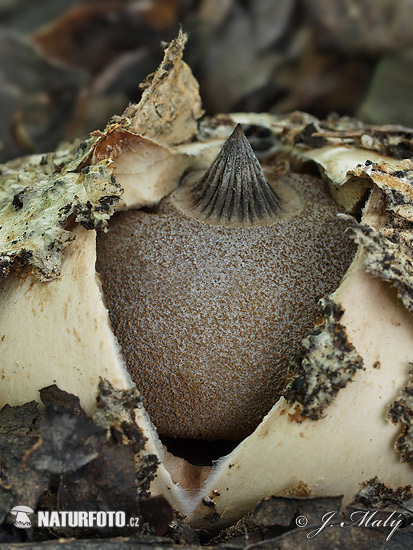 Geastrum berkeleyi