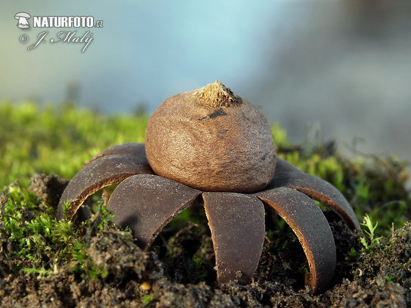 Geastrum corollinum