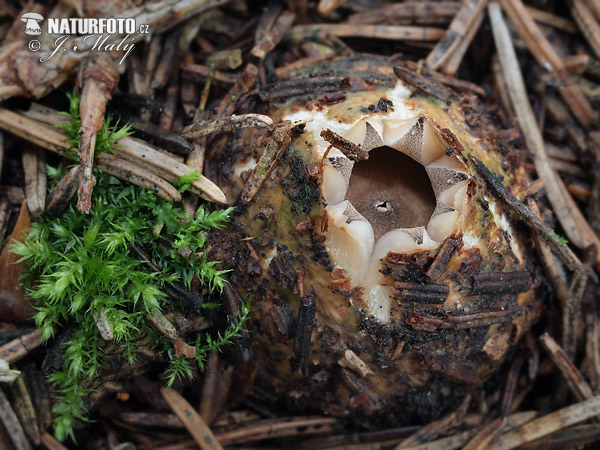 Geastrum fimbriatum