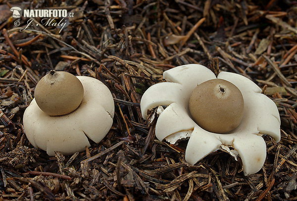 Geastrum fimbriatum