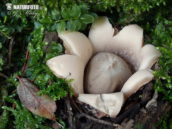 Geastrum fimbriatum