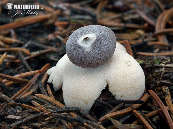 Geastrum quadrifidum