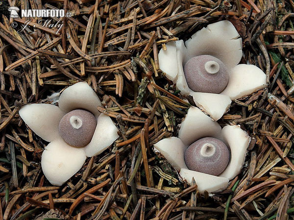 Geastrum quadrifidum