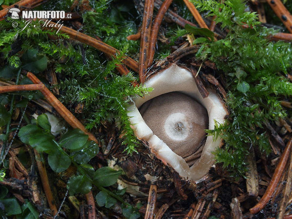 Geastrum quadrifidum