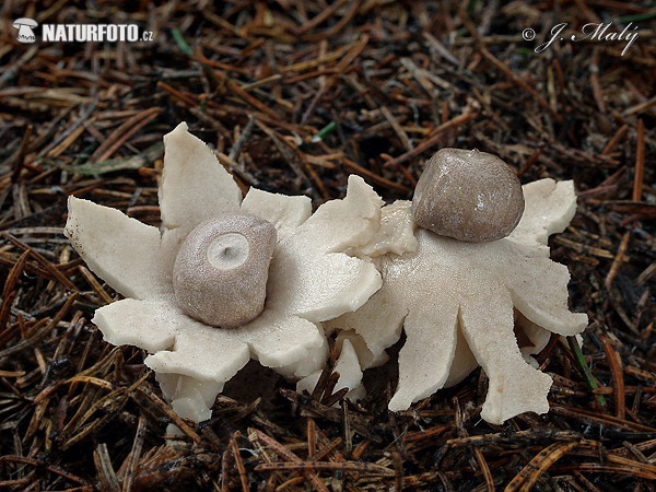 Geastrum quadrifidum