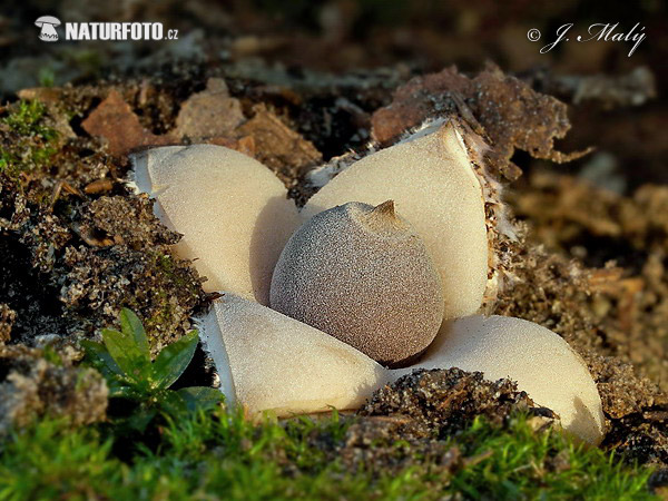 Geastrum quadrifidum