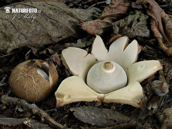 Geastrum triplex