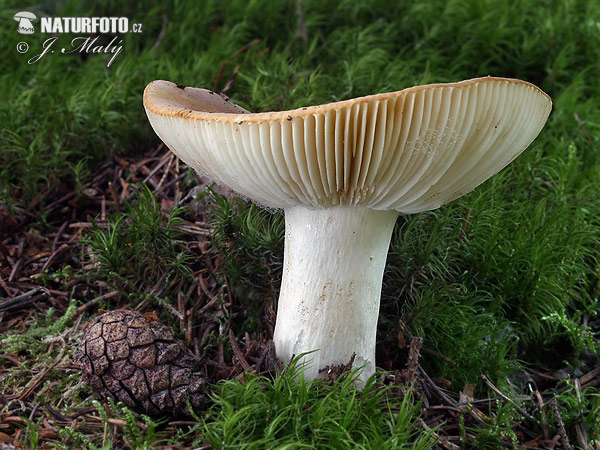 geelwitte russula