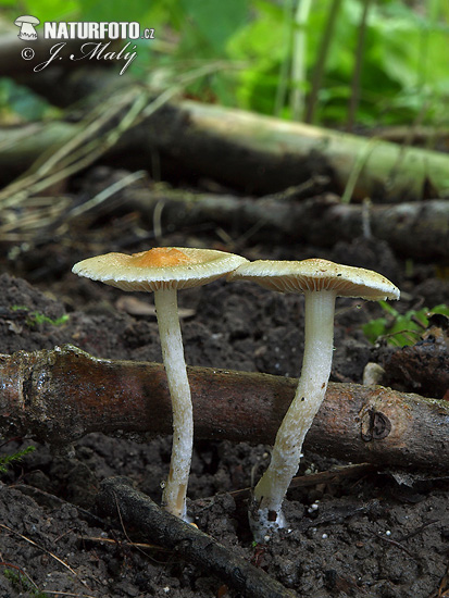 gele witsteelvezelkop