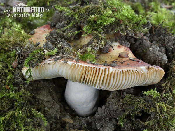 gevlekte russula