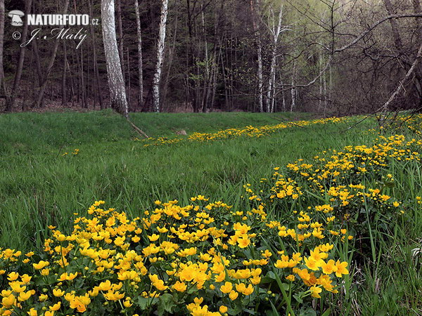 Gewone dotterbloem