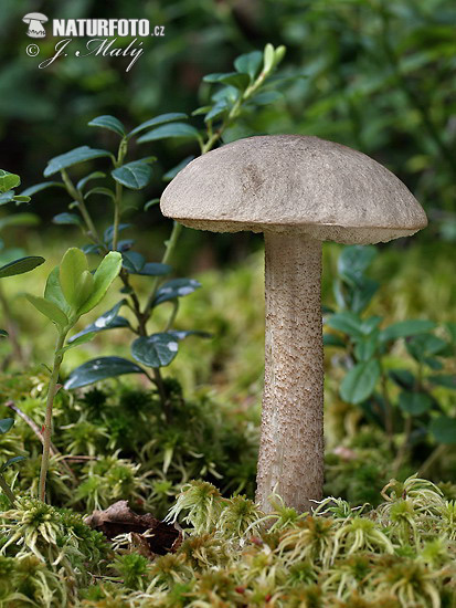 Ghost Bolete Mushroom (Leccinum holopus f. aerugineum)