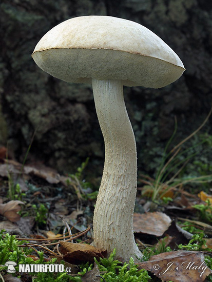 Ghost Bolete Mushroom (Leccinum holopus)