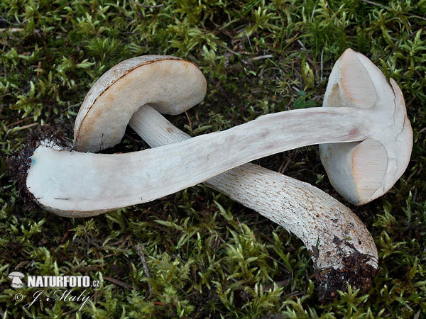 Ghost Bolete Mushroom (Leccinum holopus)