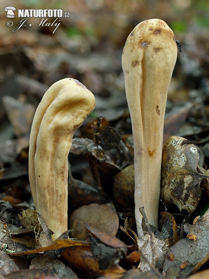 Giant Club Mushroom (Clavariadelphus pistillaris)