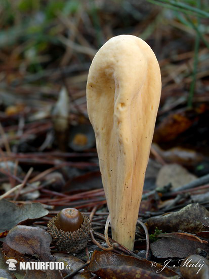 Giant Club Mushroom (Clavariadelphus pistillaris)