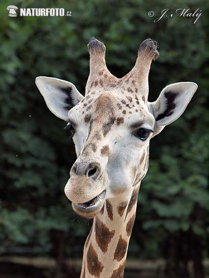 Giraffa di Rothschild