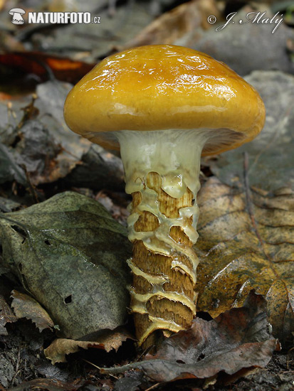 Girdled Webcap Mushroom (Cortinarius trivialis)