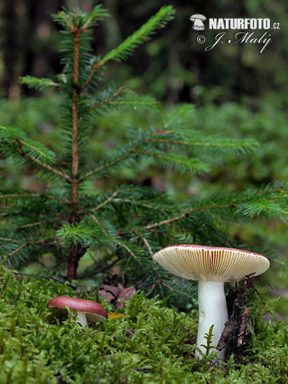 glanzende russula