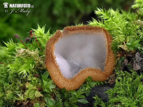 Glazed Cup Mushroom (Humaria hemisphaerica)