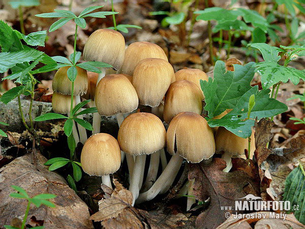 Glistening Inkcap Mushroom (Coprinellus micaceus)
