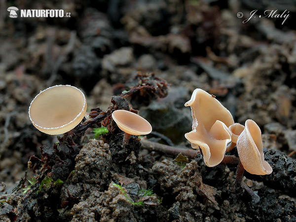 Goblet - Ciboria coryli Mushroom (Ciboria coryli)