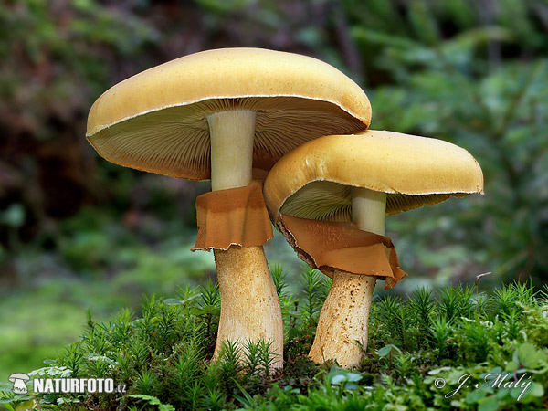 Golden Bootleg Mushroom (Phaeolepiota aurea)