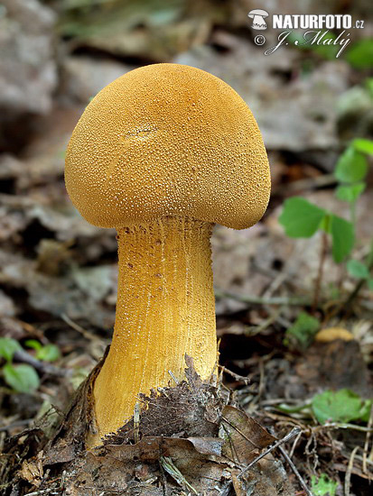 Golden Bootleg Mushroom (Phaeolepiota aurea)