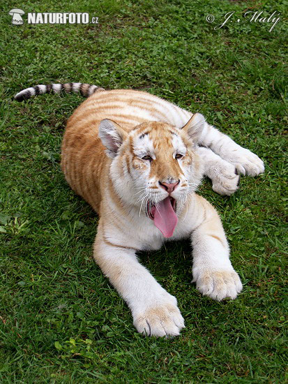 Golden Tiger (Panthera tigris)