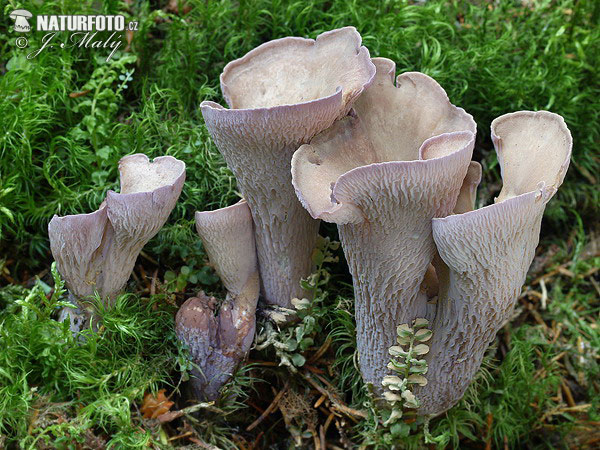 Gomphus clavatus