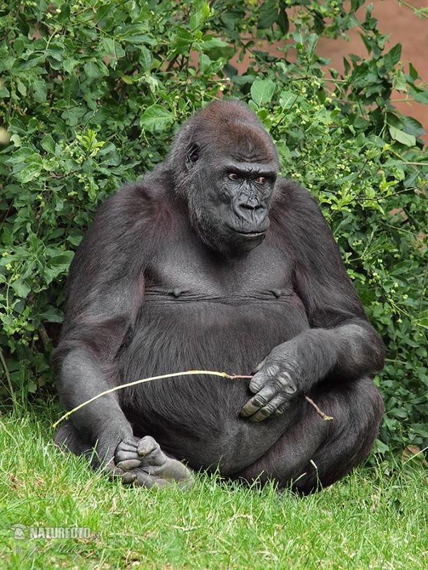 Gorilla occidentale