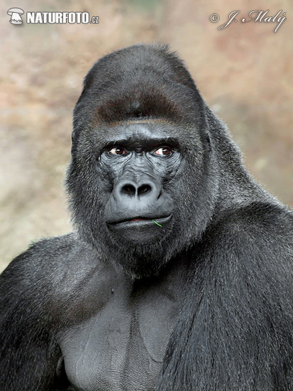 Goril·la occidental