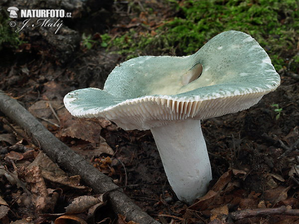 gorro verde