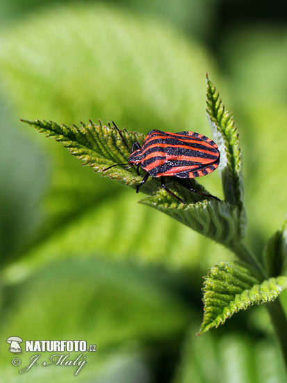 Graphosoma italicum