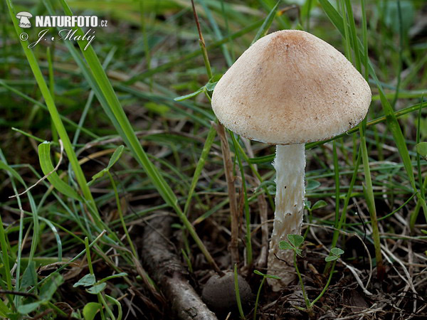 Grassland Parasol Mushroom (Lepiota oreadiformis)