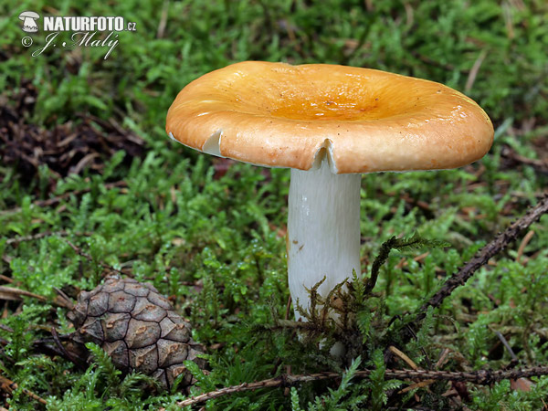 grauwstelige russula