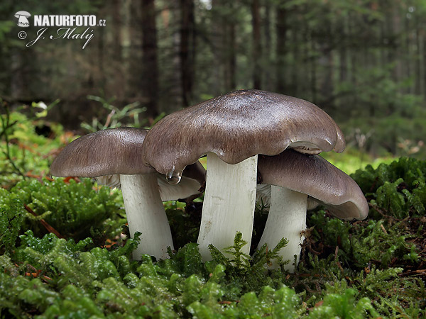 Gray and Yellow Knight-cap Mushroom (Tricholoma portentosum)