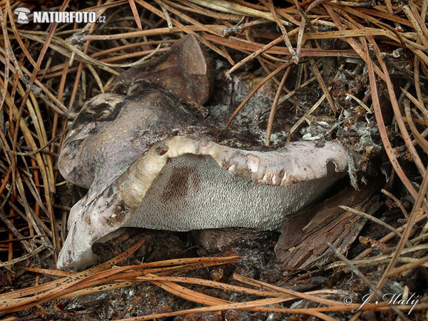 Gray Falsebolete Mushroom (Boletopsis grisea)