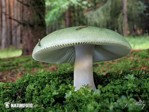 Green Brittlegill Mushroom (Russula aeruginea)