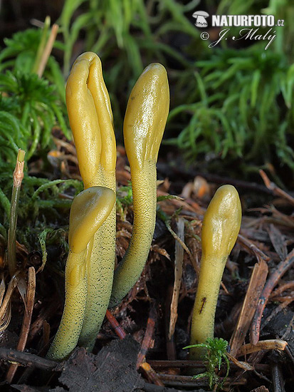 Green Earth Tongue Mushroom (Microglossum viride)
